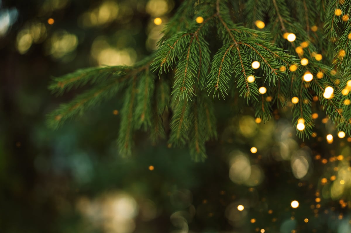 Closeup of fir branches wrapped in warm glowing holiday lights