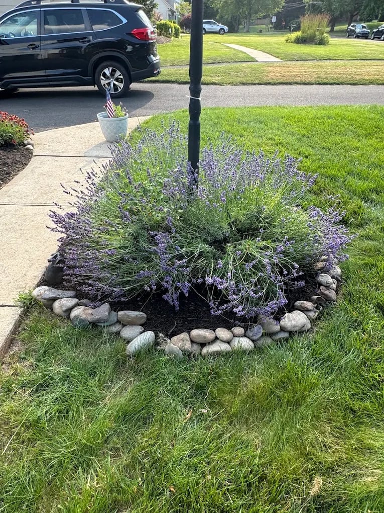 Purple lavender flowers planted in a circular rock bed around a black utility pole in a residential driveway area