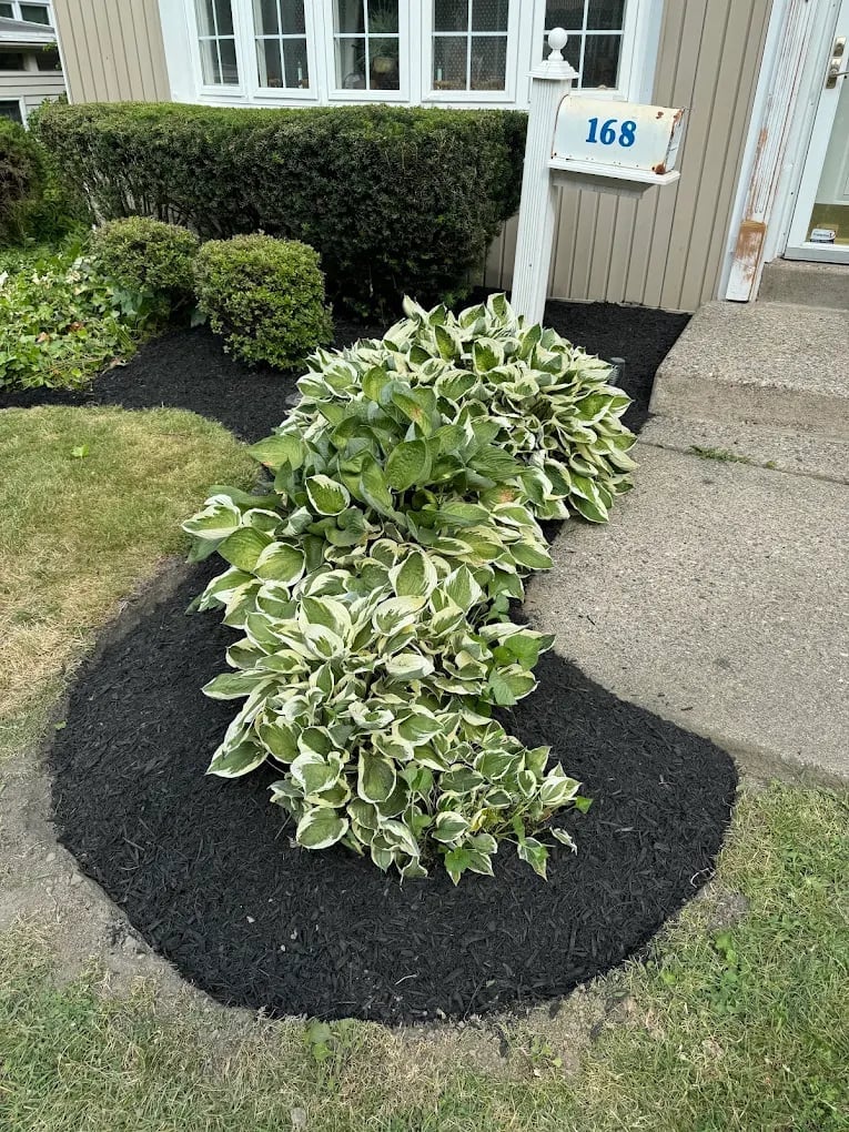 Front entrance of house 168 with variegated shrubs planted in black mulch and trimmed hedges along the facade