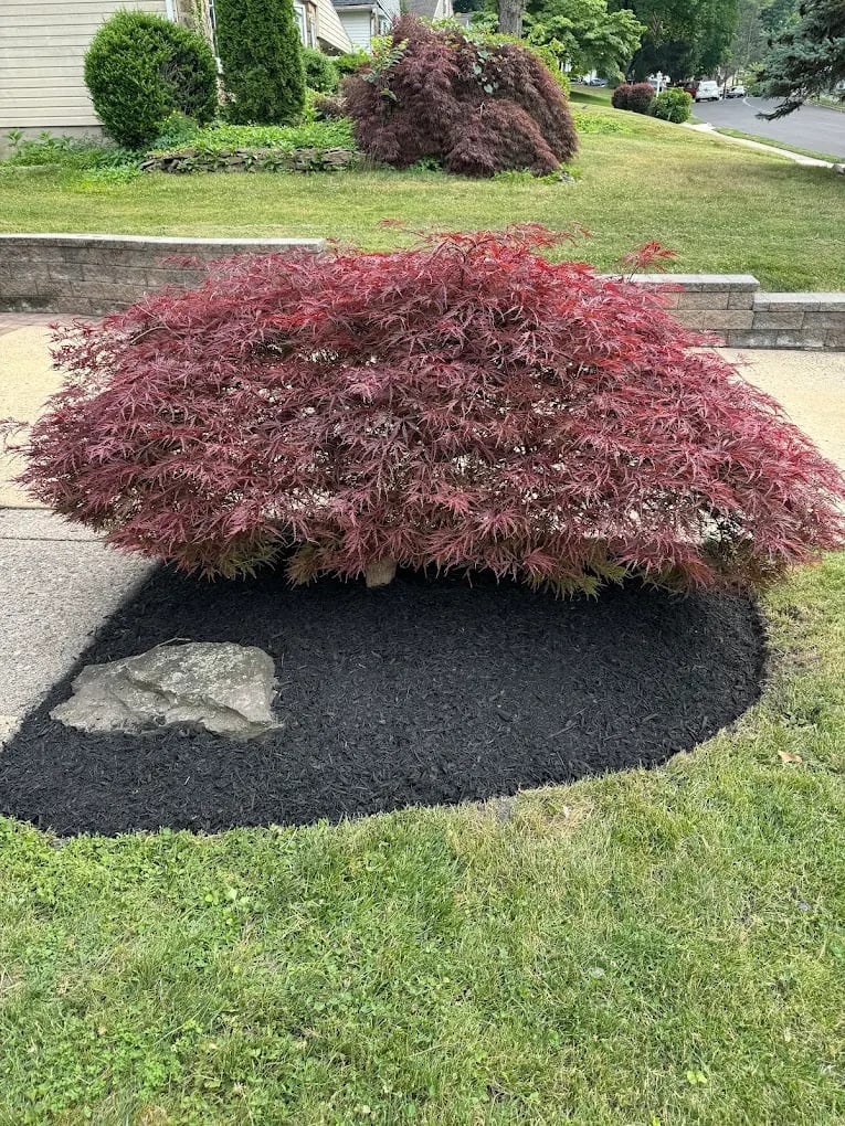 Red Japanese maple tree with delicate foliage in a black mulch bed on a residential landscape with lawn and stone pathway
