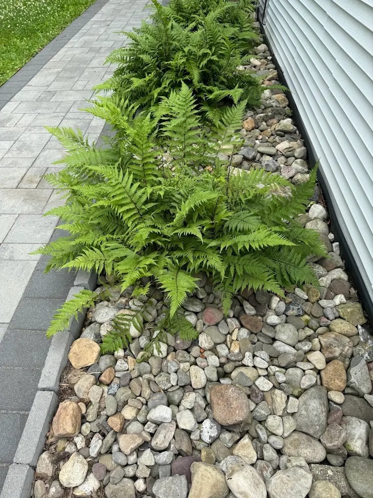 Lush green ferns planted in a gravel and stone garden bed against a white metal fence, beside a gray paved patio